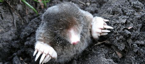 are moles nocturnal.